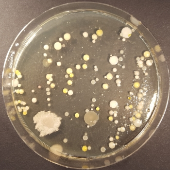 Growing Bacteria - Klassenset